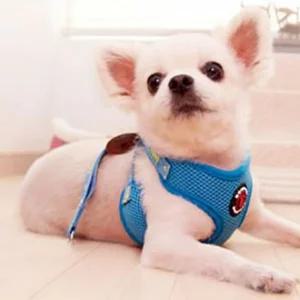 도그포즈 에어매쉬 하네스 세트 (블루) L강아지줄 애견 애완 개줄 가슴 완견 반려견