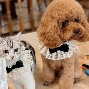 [콩심팥심]애견 애묘 레브 블랙 벨벳 레이스 넥 스카프 악세사리