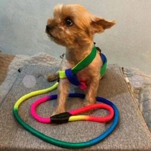 [콩심팥심]애견 강아지 무지개 산책줄 가슴줄 리드줄 세트 1.3m