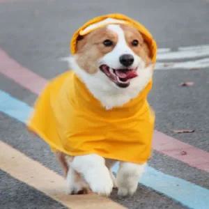 [콩심팥심](이거찜)강아지우비/레인코트/ 소형견 중형견 판초 댕댕이비옷