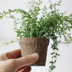 [골드스마일]인테리어 미니 화분 공중 식물 소품 콩란 조화