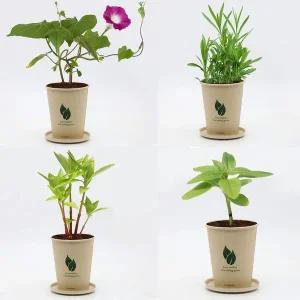 [콩심팥심]내추럴 데스크 꾸미기 미니화분 씨앗 세트 키우기쉬운식물