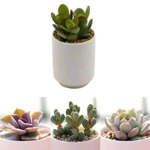 [콩심팥심]다육이 분갈이흙 미니화분 세트 키우기쉬운식물 집들이선물