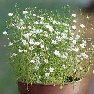 [콩심팥심]미니 꽃화분 안개꽃 화원 DIY 패키지 키우기쉬운식물 집들이선물