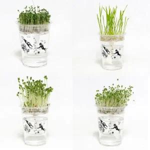 [콩심팥심]저면관수 미니화분 새싹 키우기 DIY 키트 키우기쉬운식물