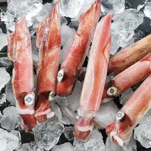 [통영수산물시장] 국내산 초코한치 1kg 7~8미