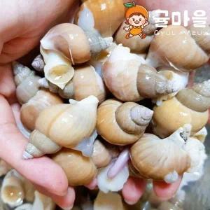 국내산 동해안 생물 백고동 1kg 소 60-70 미