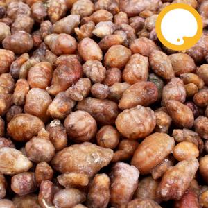 국내산 오만둥이, 10kg 오만디 미더덕 냉동 업소용