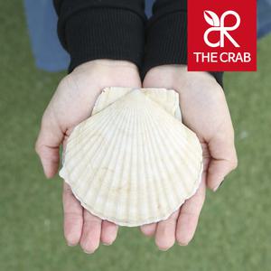 대왕 참가리비 1kg 제철 왕 큰 가리비 캠핑조개구이