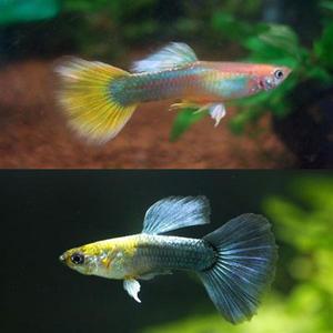 골든구피/블루네온구피 7마리