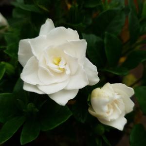 소나무길 오감자극 치자나무 소형 꽃 향기 2561