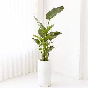 여인초 극락조 대형 인테리어 화분 거실 공기 정화 실내 식물 키우기 개업 축하 선물