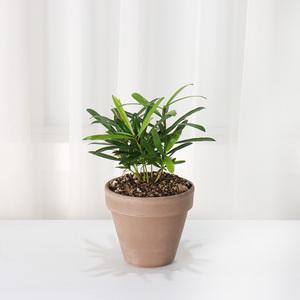 나한송 돈나무 중국소나무 공기정화식물