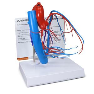 GPI 심장 관상동맥 혈관모형 G2575