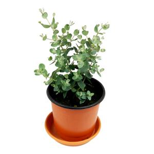 공기정화 식물 허브 키우기 유칼립투스 10cm