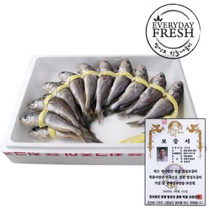 법성포 영광굴비 실속형 가정용 20마리 참조기