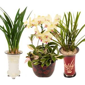 독도꽃배달 동양란 서양란 개업 축하 기념 승진