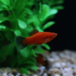 왁 플래티 [5마리] 난태생 열대어 관상어 마리아쿠아