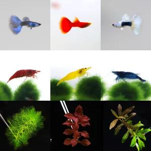 [천원의행복] 100종류 구피,베타,열대어,물고기,관상새우,체리새우,관상어 한마리 천원부터