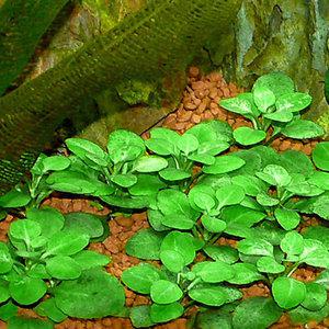 [전경수초] 로벨리아 카디날리스 3촉