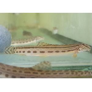 [신세계수족관] 관상용 민물고기 점줄종개 6~8cm 2마리