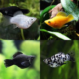 피알피쉬 새끼낳는 열대어 풍선몰리 3마리