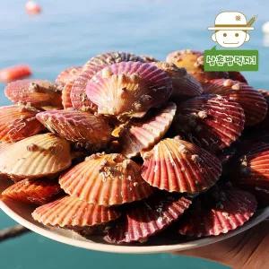 [삼촌밥먹자][통영직송] 바닷속의 진주 통영 홍가리비 1kg