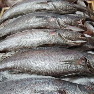 여수 손질 통민어 4마리(마리당 300g내외) 개별포장