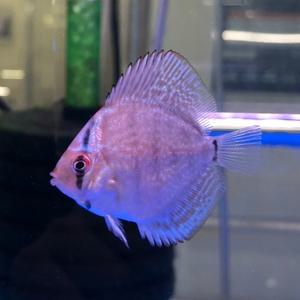 티아쿠아 열대어 블루 터콰이즈 디스커스 유어 1마리 (약3~4cm전후)