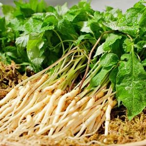 [식식한상] 잎까지 먹는 국내산 새싹삼 1년근 2년근