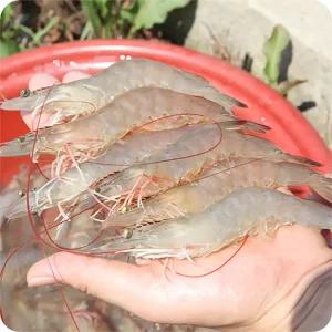 신안 활 흰다리새우 1kg 외 택1 25년 첫출하 당일조업 대하 새우철