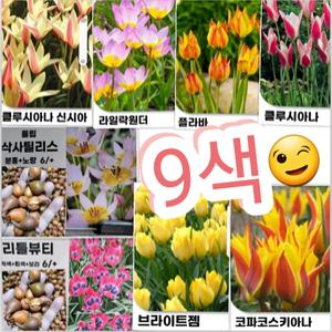원종튤립구근 9색 40개묶음/매년 퇴화하지않고 번식하는 튤립꽃 강추