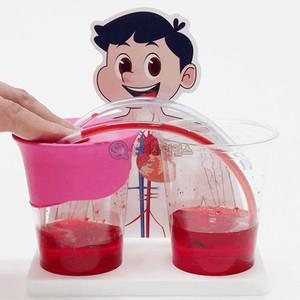 [상아사이언스] SA 순환 기관 모형실험(심장과 혈액순환)(1인)