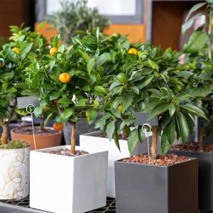 [충북농원] 귤나무묘목 10종 특선 귤나무키우기 - 결실주/포트묘