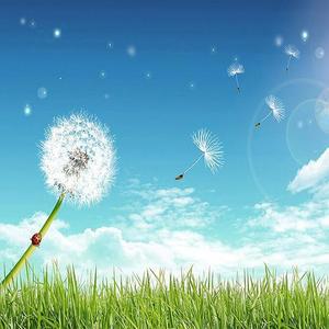 [OFM6NQO4]민들레 씨앗  패브릭  보석십자수 사각 30x30