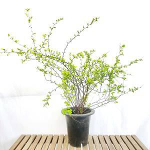 은행잎 조팝 대형 나무 묘목 하얀 흰 꽃 귀여운 야생화 분재 화분 키우기