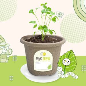 비티 오늘도새싹 레몬밤 새싹키우기 자연 관찰 탐구 학습 생활 식물키우기 원예체험 재배 모종 화분키트 반려식물