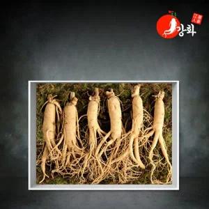 갤러리아 [강화초지인삼][종이박스선물포장] 5년근 난발삼 1채 750g (8-10뿌리)