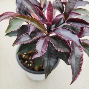 홍공작 만냥금 중품 반려식물 소품 붉은빛 고급 2개 플랜테리어 흰색꽃 공기정화 자주빛잎사귀