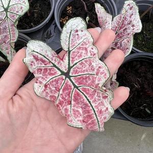 칼라디움 소형 어린묘 희귀식물 반려식물 원룸 공기정화 플랜테리어 구근 수입 스플래쉬 열대