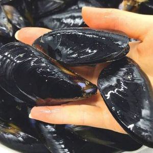 [해담]국내산 손질홍합 5kg(300미 내외), 가성비 끝판왕 생홍합