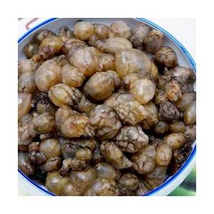 마산 진동 활 미더덕 2kg 냉동 오만둥이 당일조업 오만디 만디 미더덕회