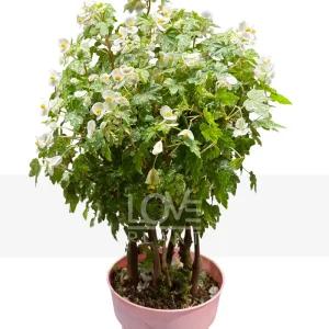 드레게이글래스고베고니아(중품) 초화 실내관엽 화분 무늬 실내 공기정화 식물 인테리어 