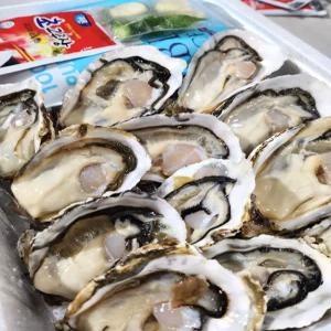 통영산지 손질되어 바로 먹는 하프셀,반각굴 1단(30미내외)+고추,마늘,초장