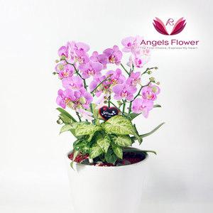 [엔젤스플라워] 핑크 호접란 특고급형 서양란 관엽식물 전국 꽃배달서비스