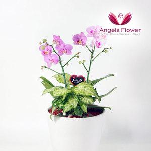 [엔젤스플라워] 핑크 호접란 일반형 서양란 관엽식물 전국 꽃배달서비스