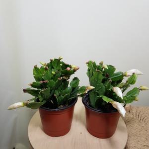 [소나무길] (2개묶음) 흰눈꽃게발 흰눈꽃 게발 개발 눈꽃 하양이 다육식물 선인장 소형 089 화원 농원