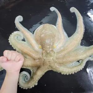 국내산 활 돌문어 특대 1.5kg