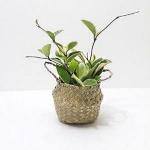 [BZJL7IEK_4C]가습기 해초 공기 바구니 정화 식물 가습