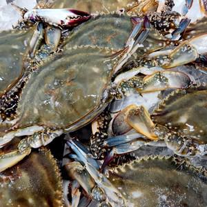 [HACCP공장발송]국내산 연평도 알배기 급냉 암꽃게  2kg (6~10미)